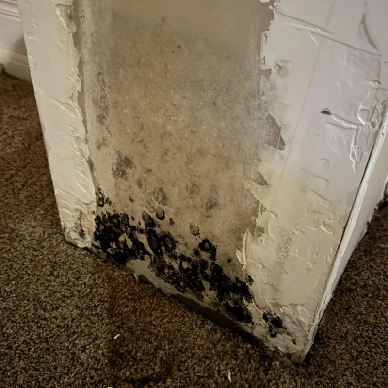 Professional Mold Removal in McDowell County, WV